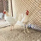 ديك ودجاج بيضا مقبعه شرط من كل عذروب