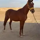 حصان شعبي طيب منهو القناي عمره سنتين ونص