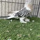 هزازي و أناثي أتراك .