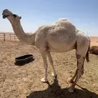 ناقه