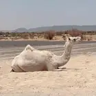 للبيع الناقه العفرا الطيبه المنتج ضروبه