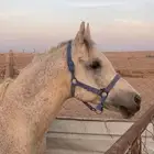 للبيع إحصان