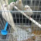للبيع طيور الحب زوج مع فروخها العدد 3