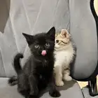 قطط صغيره للتبني