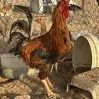 دجاج بلدي