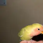 روز
