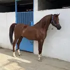 حصان حفيد الرشيم البيع شعبي