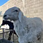 فحل ضان كفو ومشروط