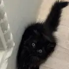 قطه شيرازي مخلوط لون اسود مميز