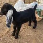 جفر داغور للبيع