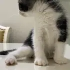 قطط للتبني