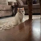 قطة للتبني