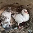 فروخ حمام للبيع سلفر فرنسي فاخر العلف ذره ومكعب وقمح فاخر