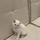 قطط