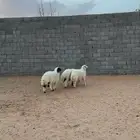 ذبايح نعيم مغلقه بسعر اقل من السوق مع الذبح والتوصيل