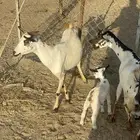 ماعز مناتيج