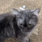 قطط للتبني