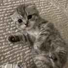 قط سكوتش فولد للبيع