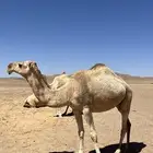 ناقه القحه