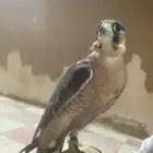 شيهانه جبلية