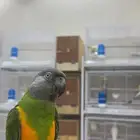 ببغاء سنغالي ( يوجد تابي وتمارا )