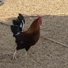 دجاج بلدي ومشكل بياض ع الشرط