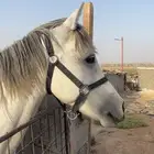حصان شعبي