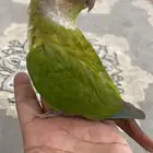 للبيع كنيور اليف وهدد