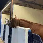 حصان جزيري واهو