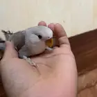 طير روز للبيع