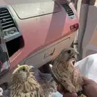 2 شبابيط لبيع