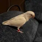 طير روز للبيع