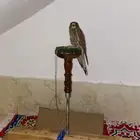 شبوط او بأشق للبيع