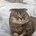 سكوتش فولد