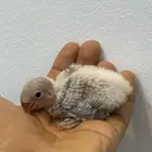للبيع 3 حبات فيشر وحبه روز