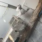 دجاجة براهما