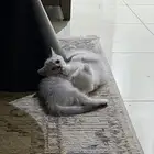 قطط سكوتش