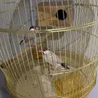 للبيع طيور جاوا