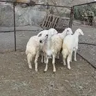 2 طليان 2 رخال ذبايح مقفله