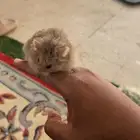 هامستر ل بيع مع بيته و نشاره وأكله على السوم