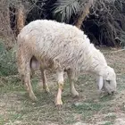 ماشاءالله فحل حري للبيع