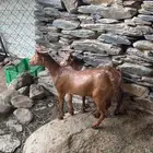 تيس وخبشة ذبايح