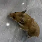 هامستر