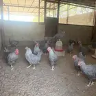 للبيع ديكه امروك