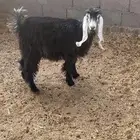 عنز ثنيه دافع ب 2