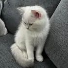 قطه كيتن شيرازي سكوتش
