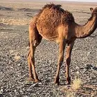 حشو قصب عدد 5