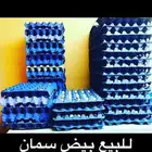 متوفر بيض سمان وصوص سمان