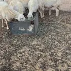 غنم ذبح