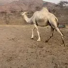 لقحه ملاقي مشروطه